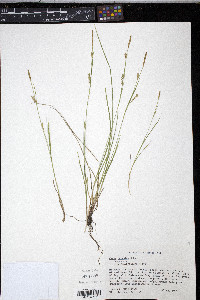 Carex tetanica image