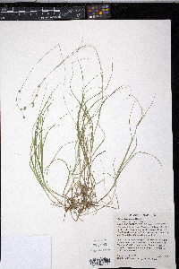 Carex trisperma image