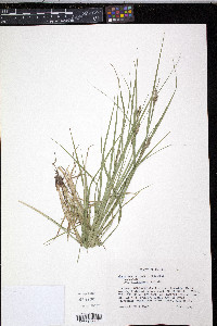 Carex swanii image