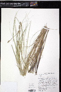 Carex sartwellii image