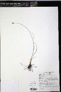 Carex suberecta image