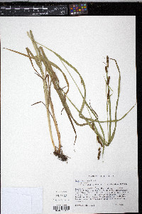 Carex shortiana image