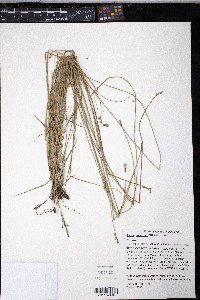 Carex suberecta image