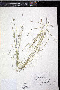 Carex texensis image