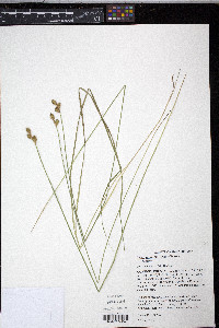 Carex suberecta image