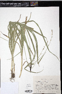 Carex sparganioides image