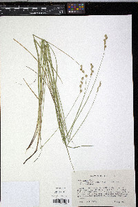 Carex tenera var. echinodes image