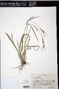 Carex striatula image