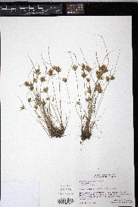 Cyperus microiria image