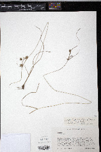 Cyperus lupulinus var. lupulinus image