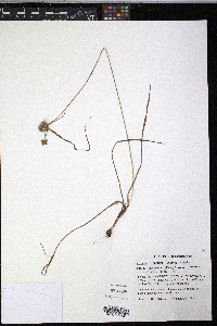 Cyperus lupulinus image