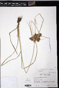 Cyperus pseudovegetus image