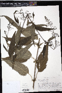 Scrophularia marilandica image