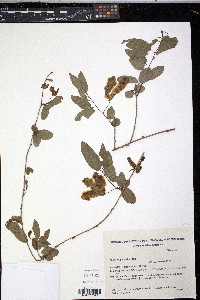 Anchietea pyrifolia image