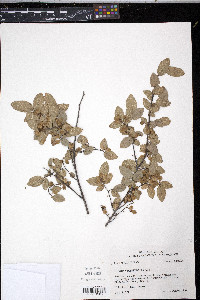 Ulmus crassifolia image