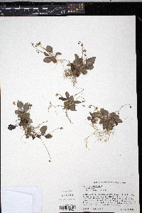 Viola primulifolia image