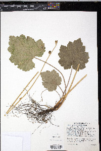 Tellima grandiflora image