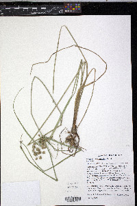 Cyperus pseudovegetus image