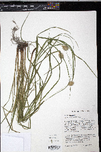 Carex squarrosa image