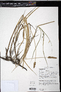 Carex sartwellii image