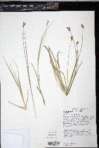 Carex suberecta image