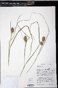 Carex squarrosa image