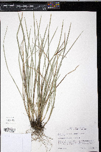 Carex superata image