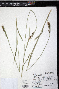 Carex spectabilis image