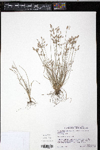 Fimbristylis annua image