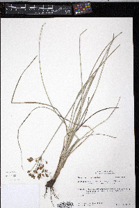 Fimbristylis ferruginea image