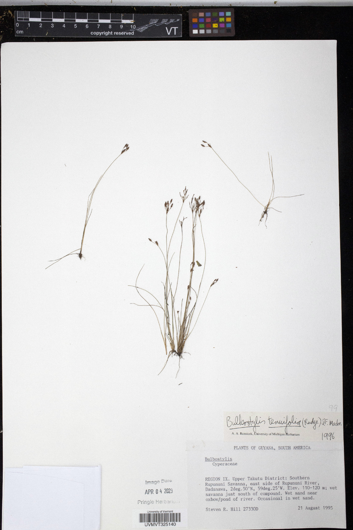 Bulbostylis tenuifolia image