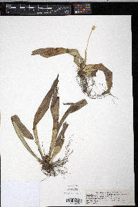 Carex fraseriana image