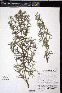 Pycnanthemum flexuosum image