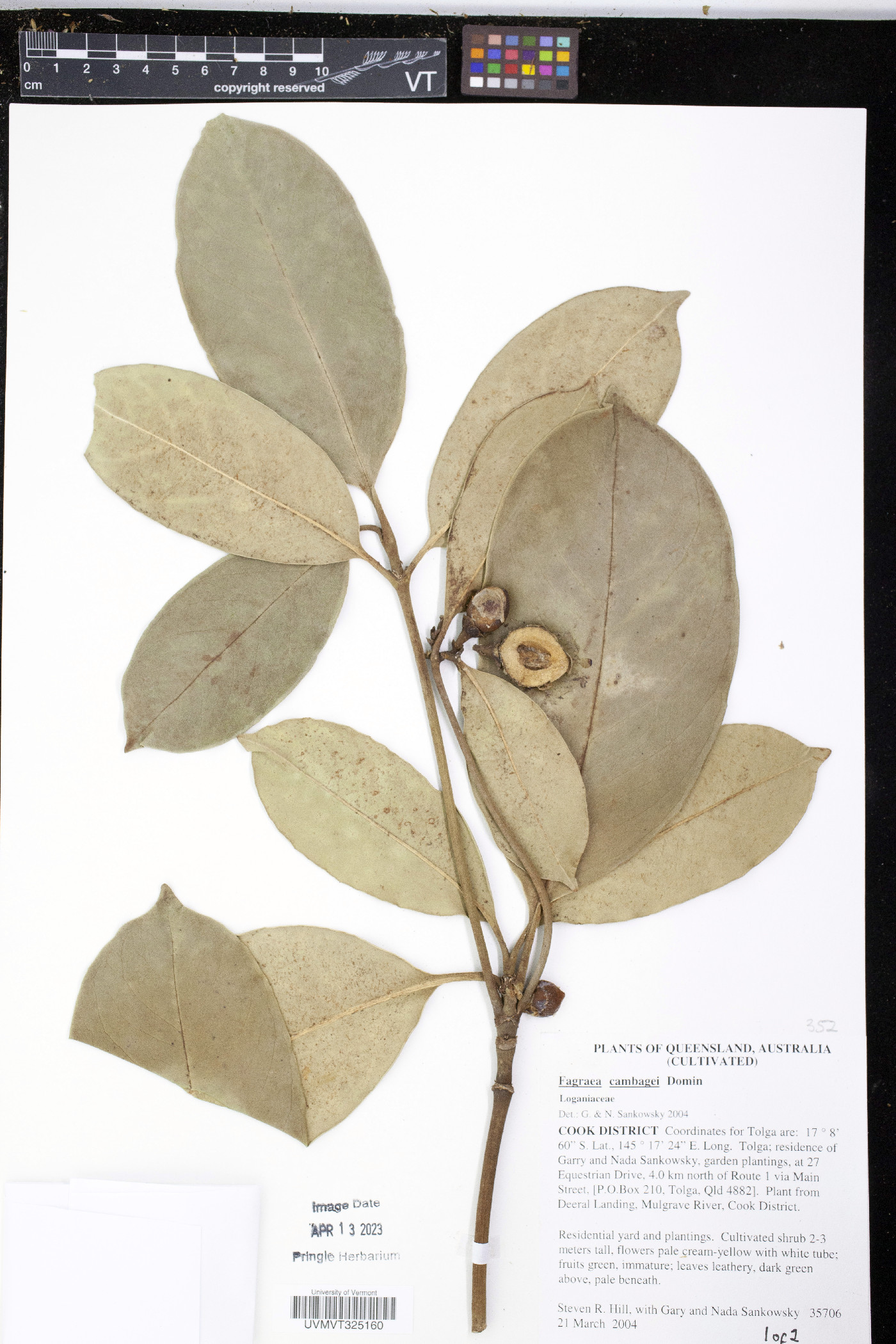 Fagraea gracilipes image