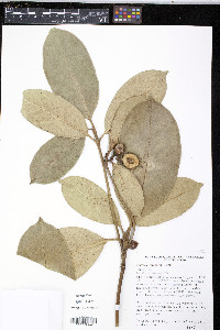 Fagraea gracilipes image