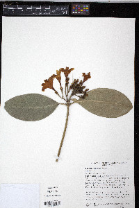 Fagraea gracilipes image