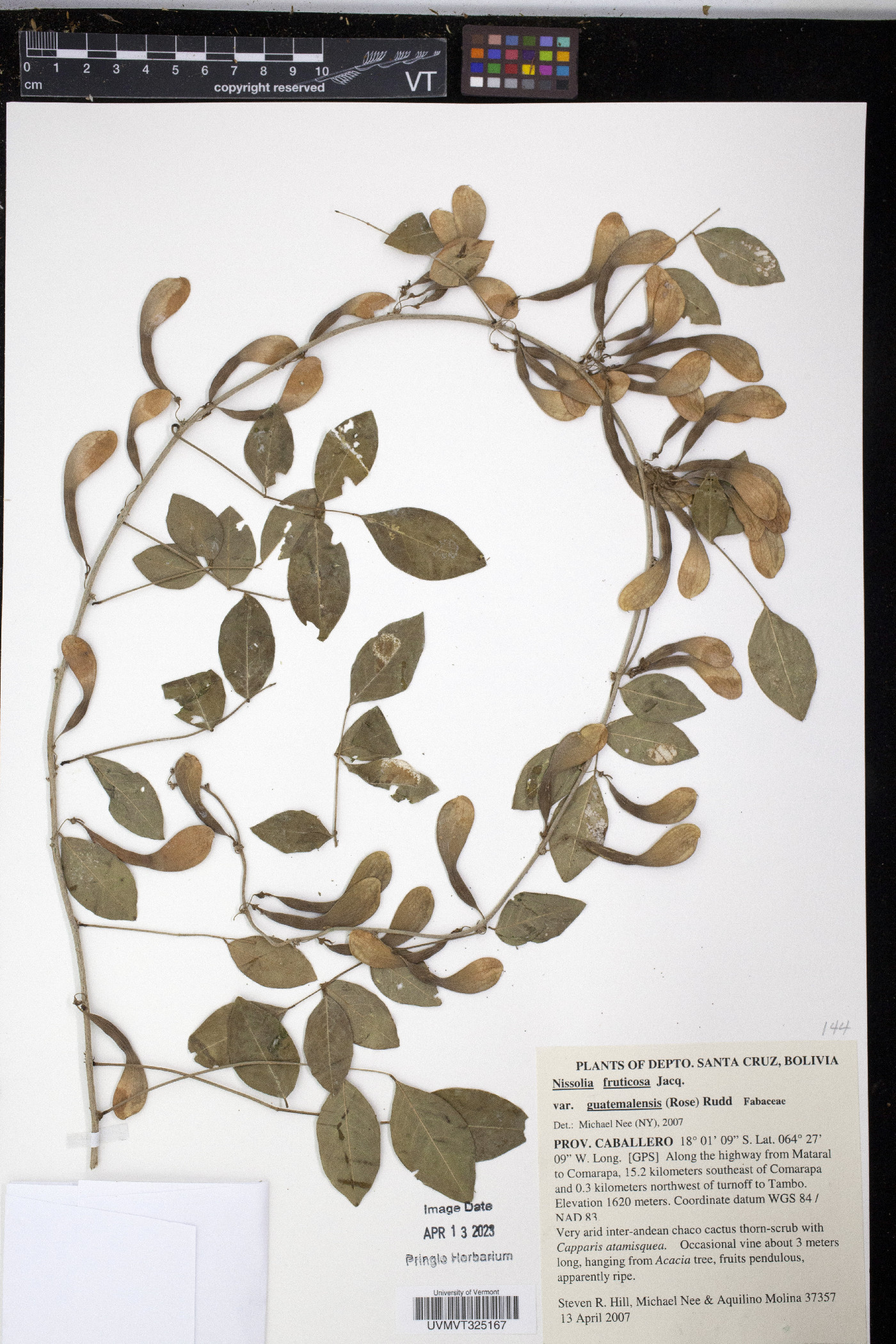 Nissolia fruticosa var. guatemalensis image