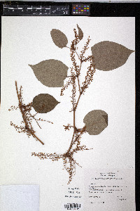 Reynoutria japonica image