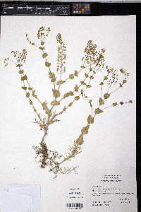 Lepidium perfoliatum image