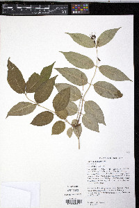 Diervilla lonicera image