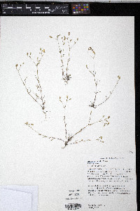 Arenaria patula image
