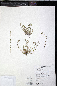 Arenaria serpyllifolia image