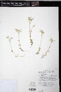 Cerastium brachypodum image