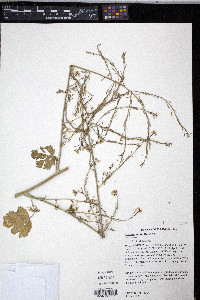 Brassica nigra image