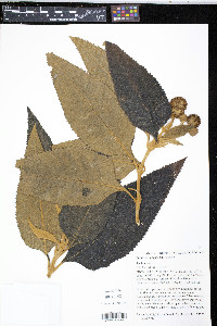 Image of Buddleja anchoensis