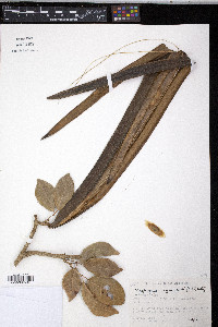 Macfadyena unguis-cati image