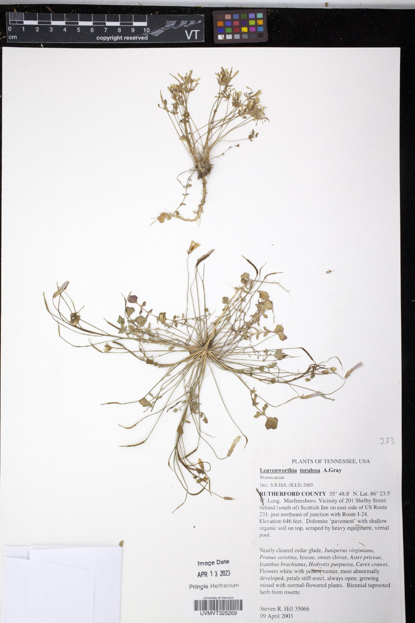 Leavenworthia torulosa image