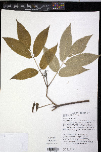 Sambucus racemosa subsp. racemosa image