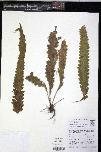 Enterosora trifurcata image