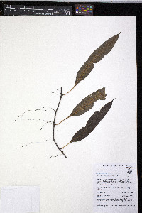 Serpocaulon levigatum image